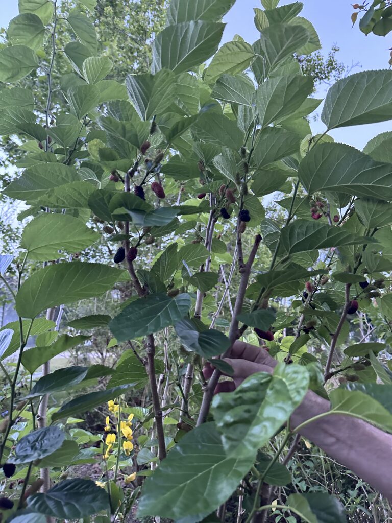 Check out Pop’s Plants!!